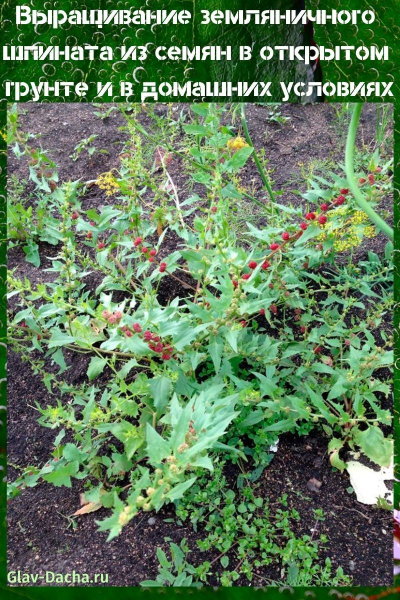 Выращивание земляничного шпината из семян в открытом грунте и в домашних условиях