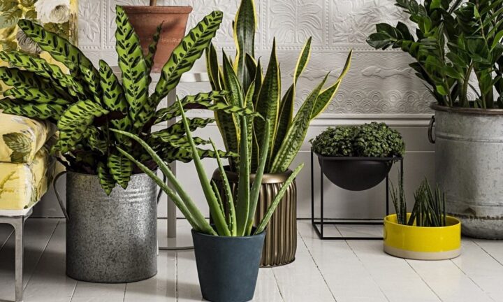 ТОП 12 растений, которые очищают воздух в квартире