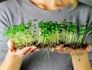 Микрозелень: польза, выращивание и применение в кулинарии